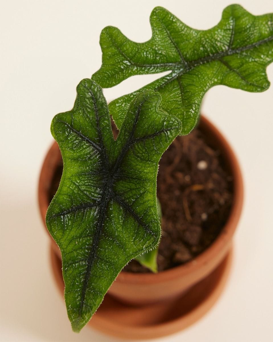 Baby Alocasia Orecchie di Elefante Jacklyn