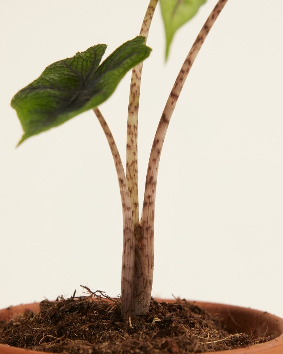 Baby Alocasia Orecchie di Elefante Jacklyn
