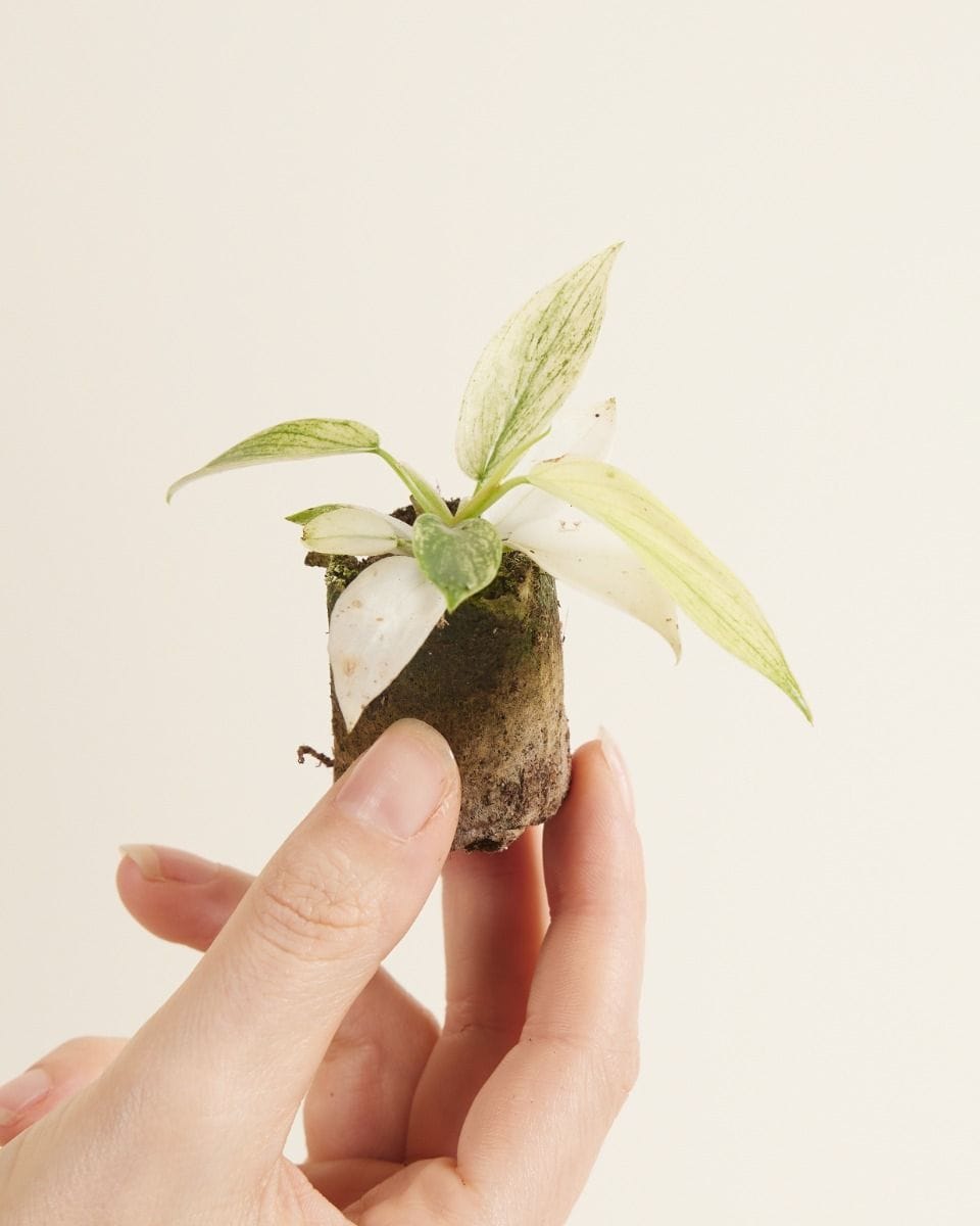 Bebé Philodendron Florida Ghost