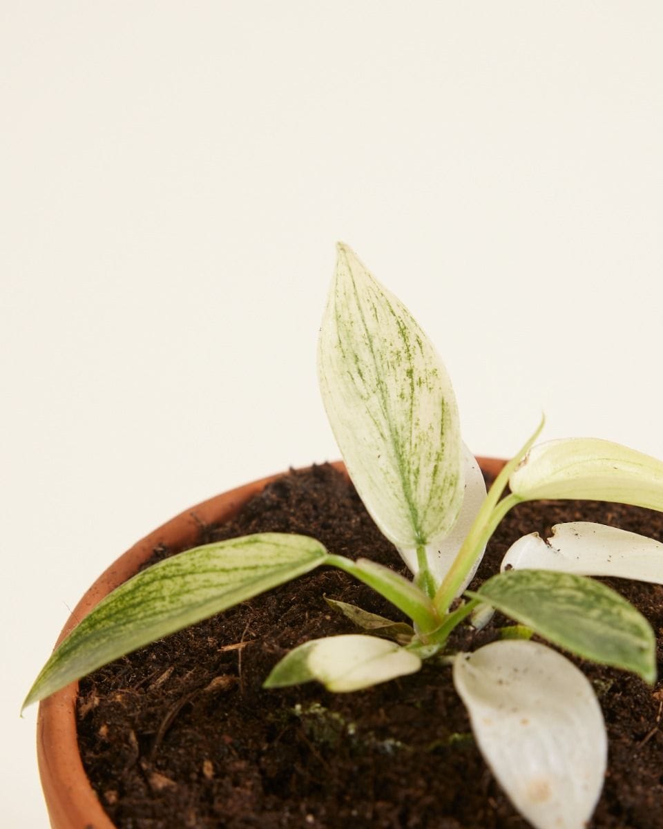 Bebé Philodendron Florida Ghost