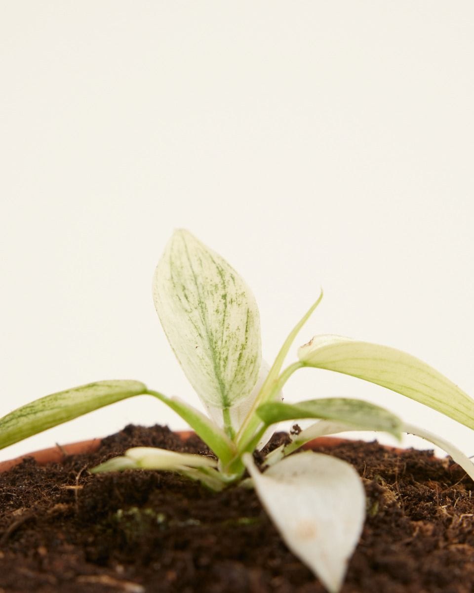 Bebé Philodendron Florida Ghost