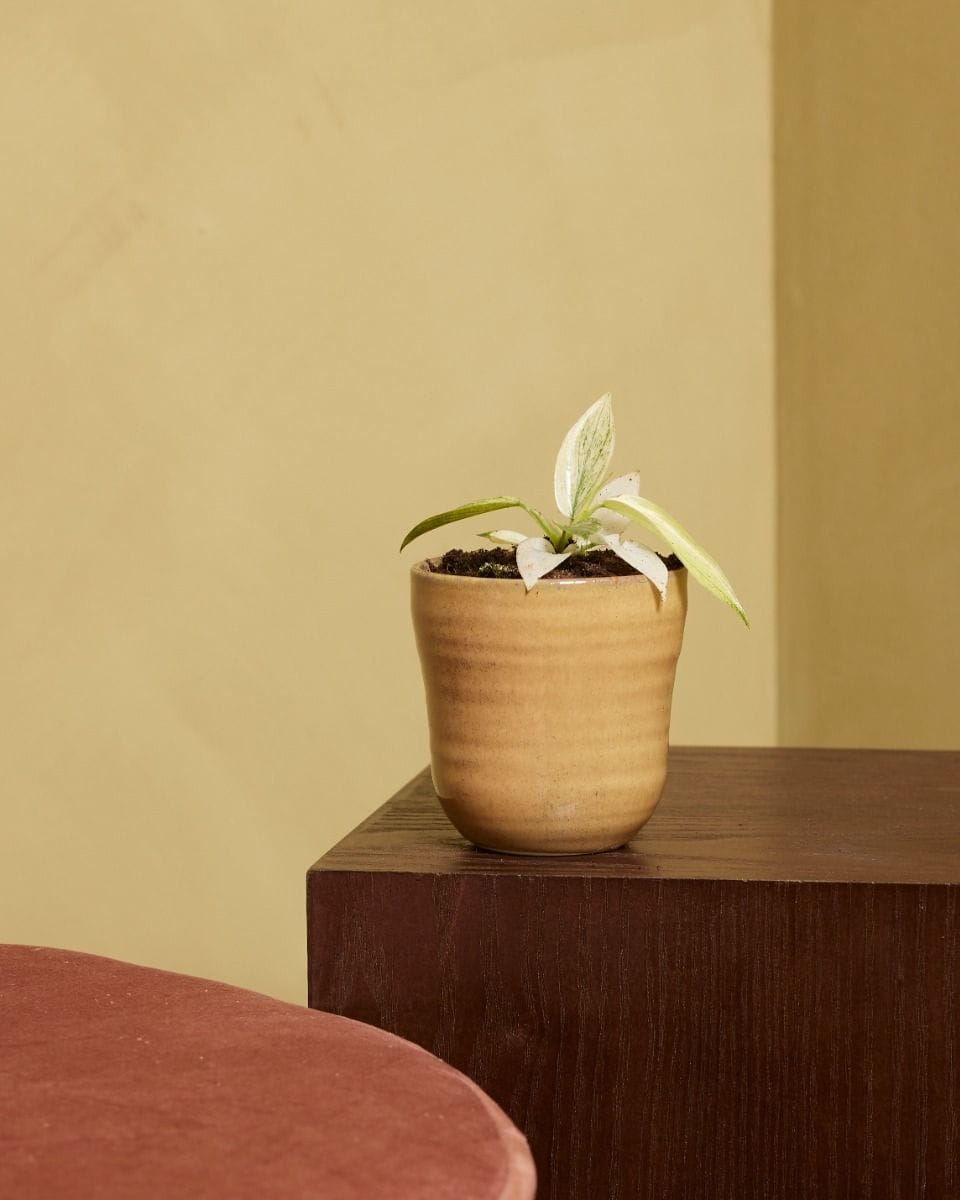 Bebé Philodendron Florida Ghost