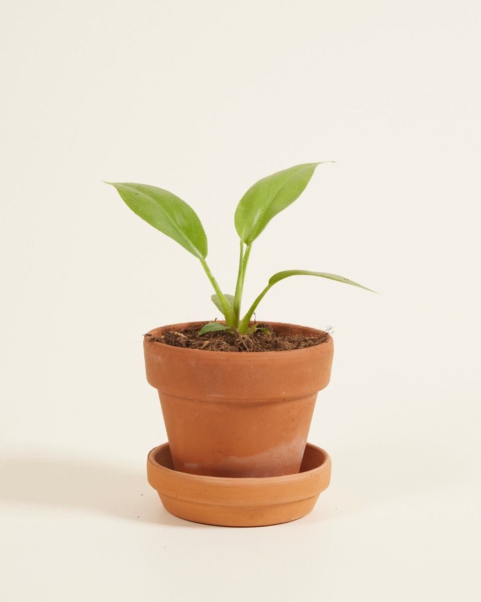 Bebé Philodendron Lacerum