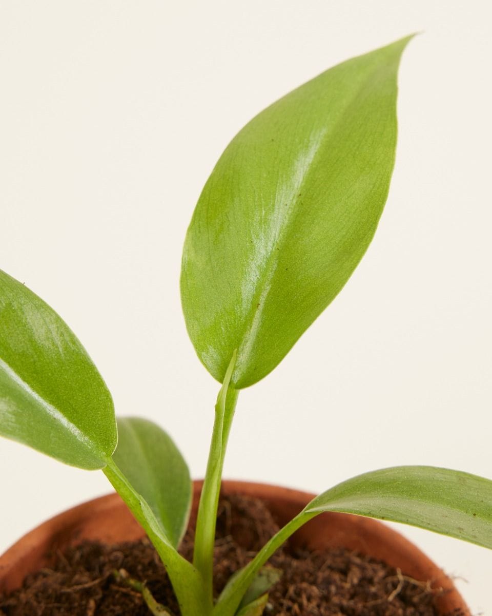 Bebé Philodendron Lacerum