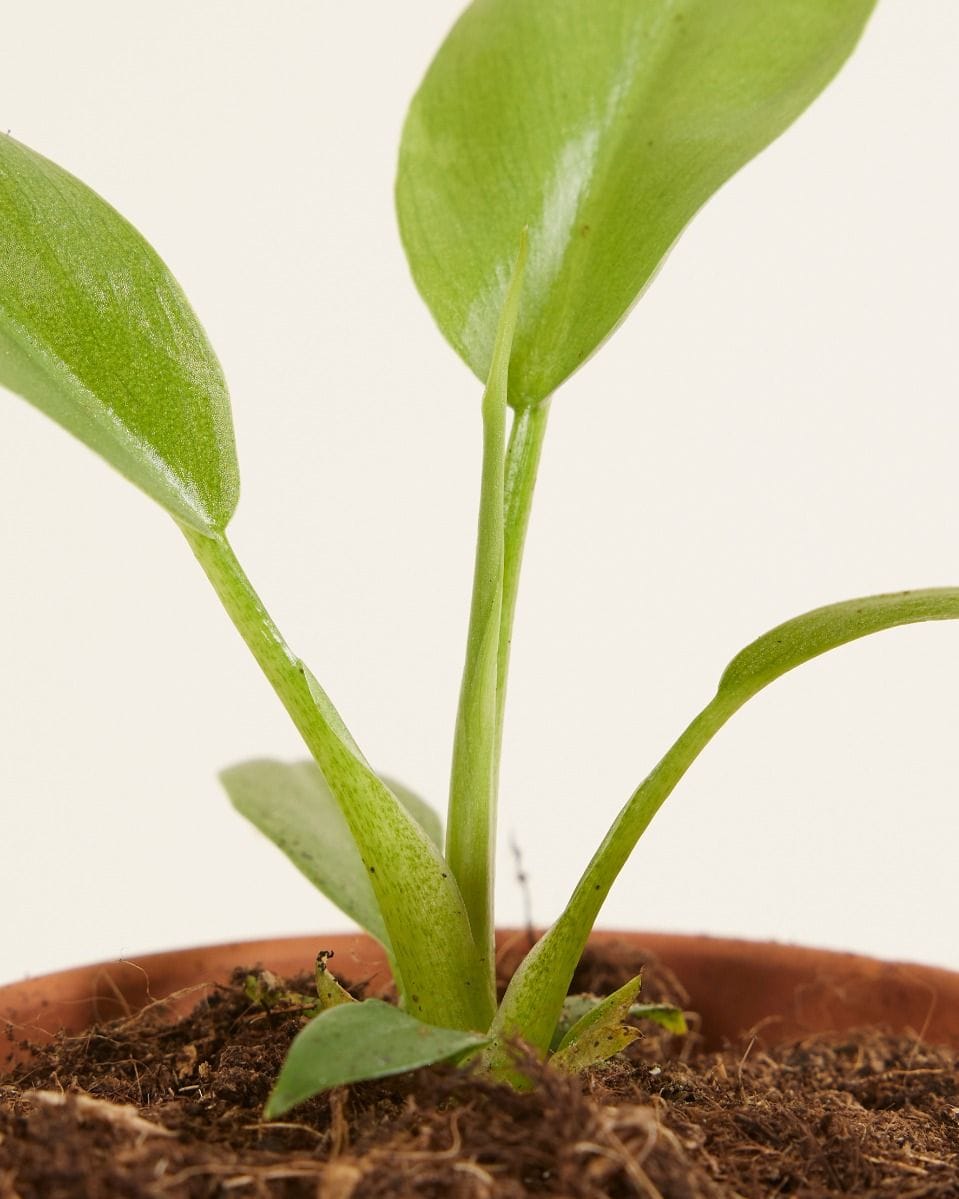 Bebé Philodendron Lacerum
