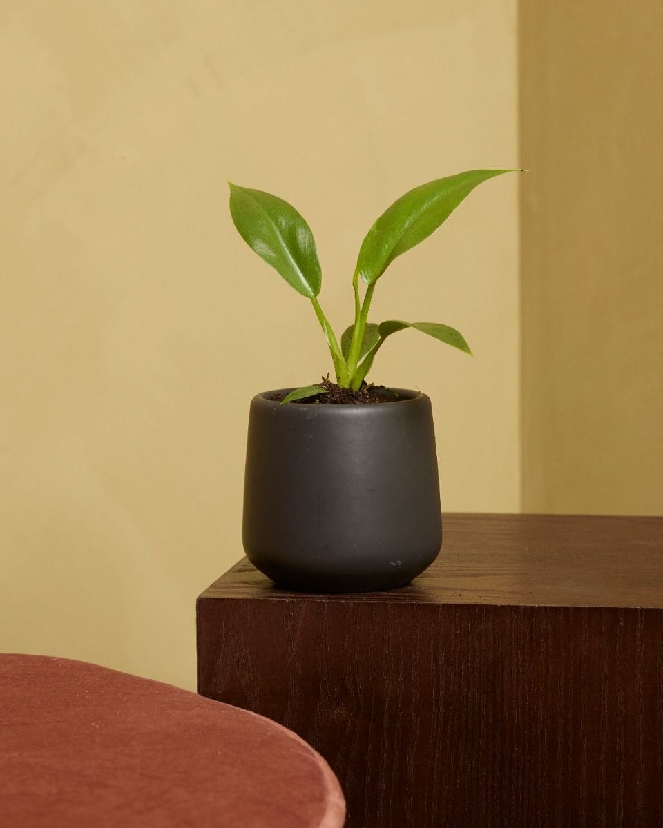 Bebé Philodendron Lacerum