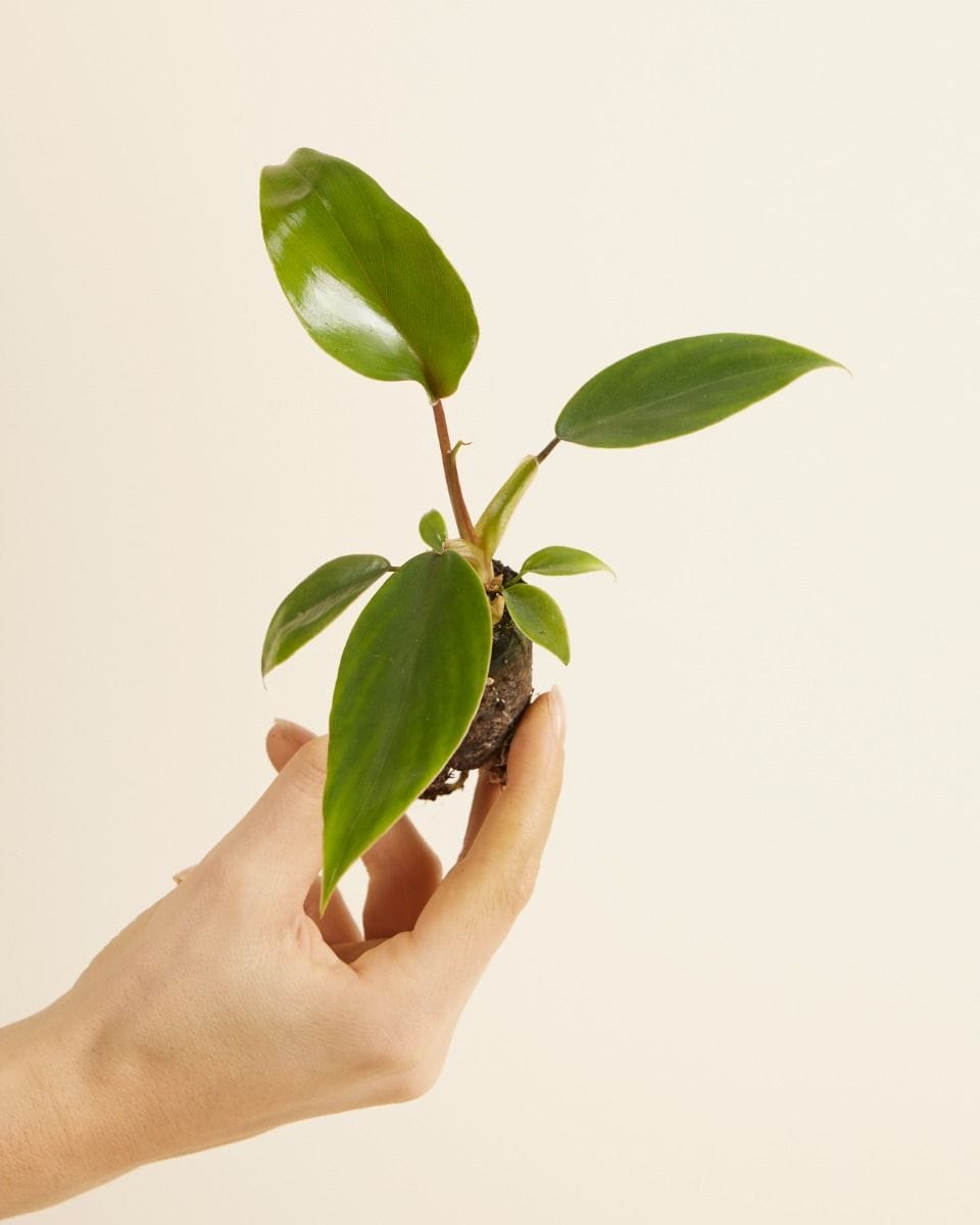 Bebé Philodendron Mayoi