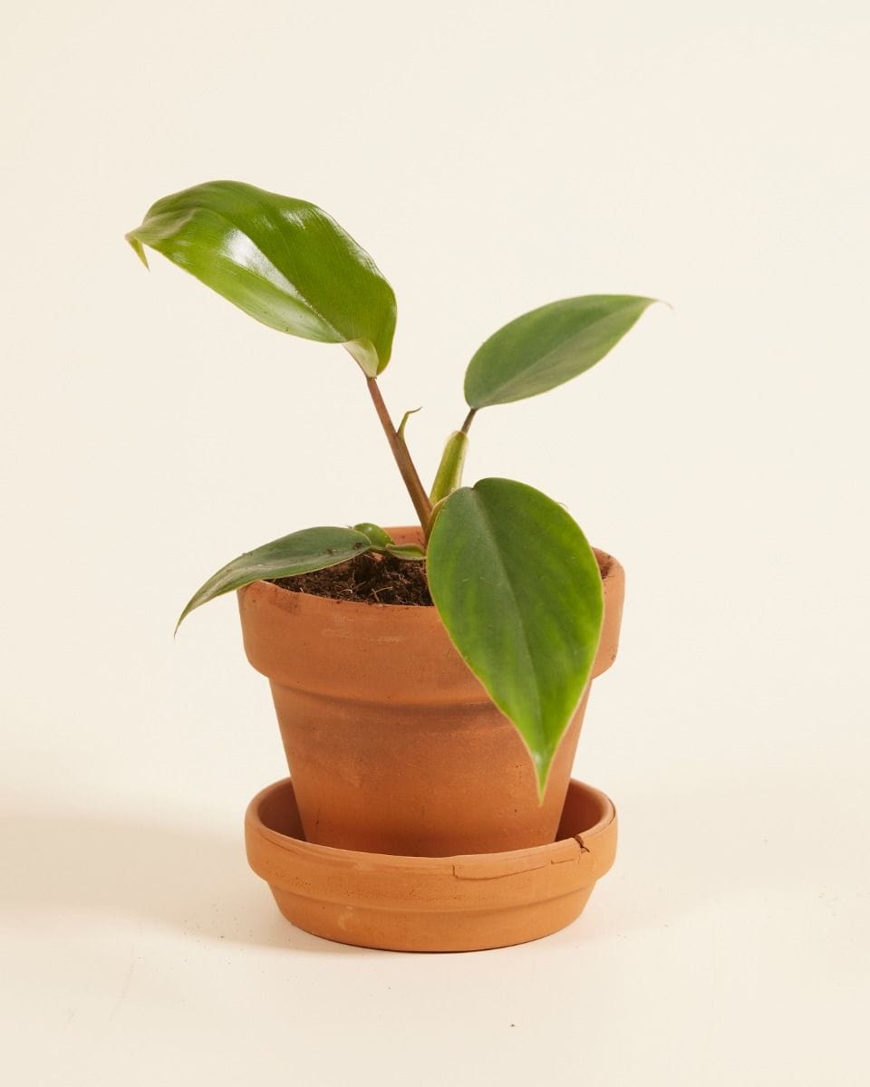 Bebé Philodendron Mayoi