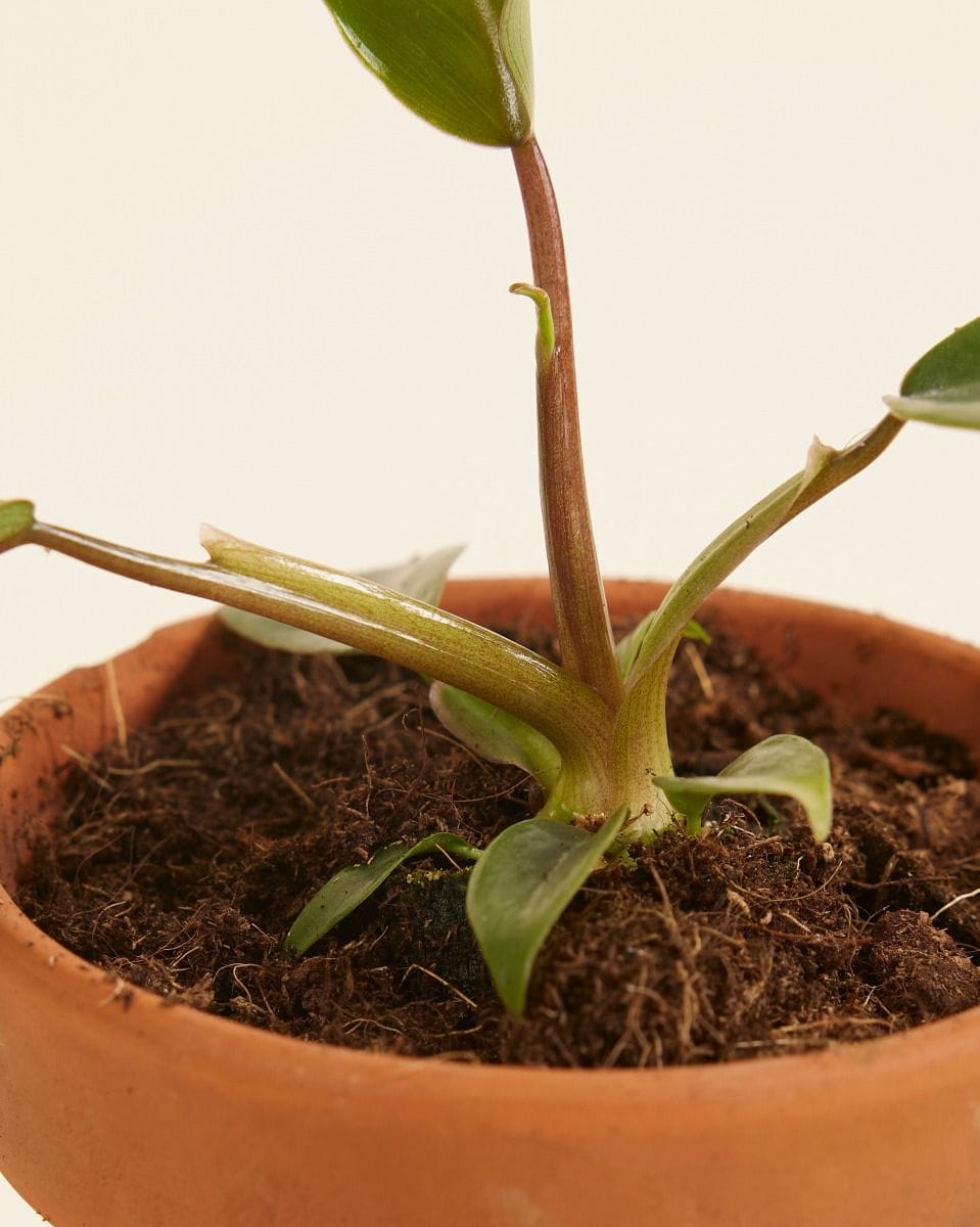 Bebé Philodendron Mayoi