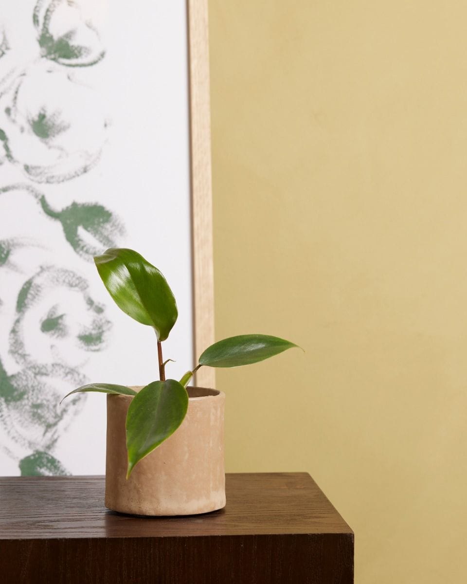 Bebé Philodendron Mayoi