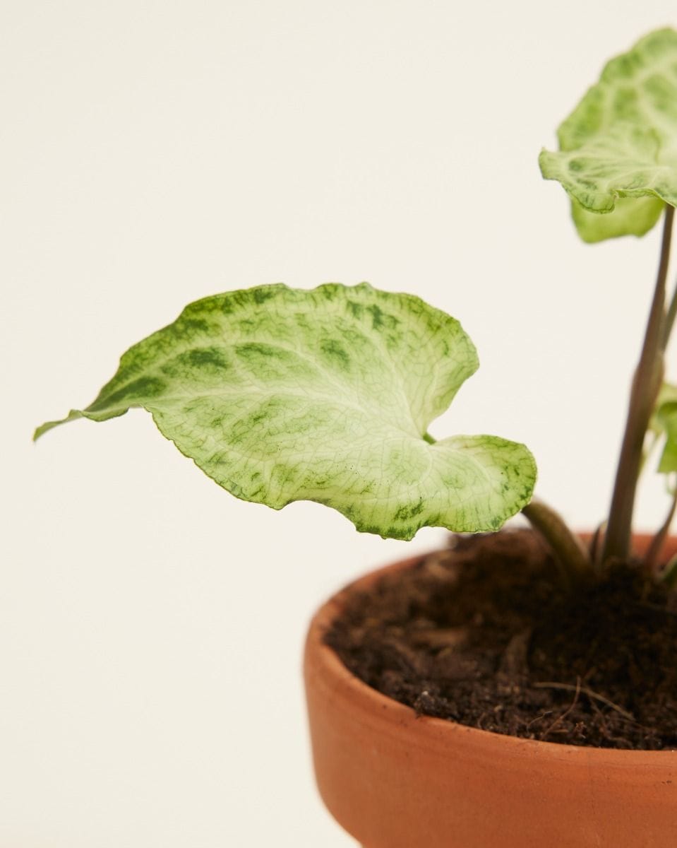 Baby Syngonium Arrowhead Batik