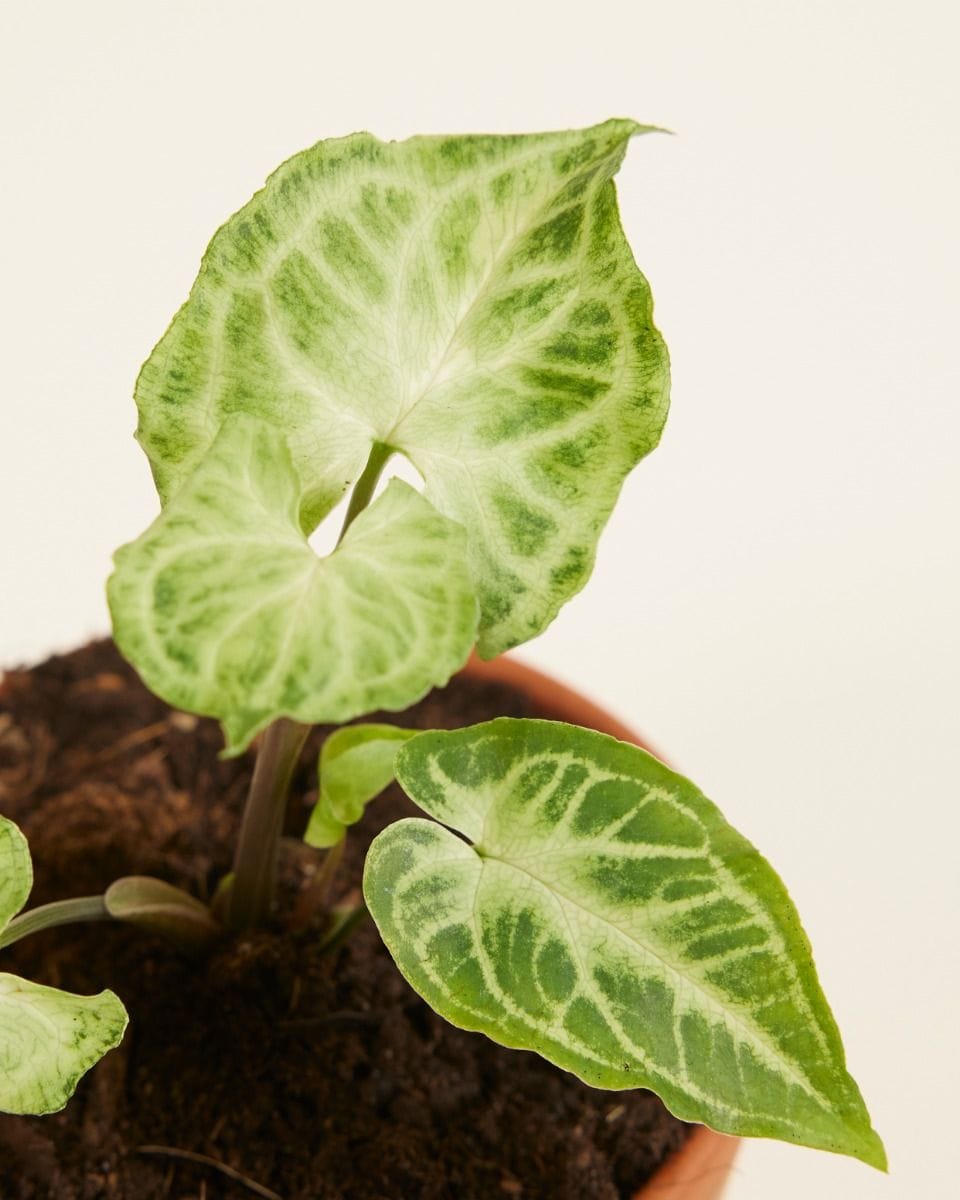 Baby Syngonium Arrowhead Batik