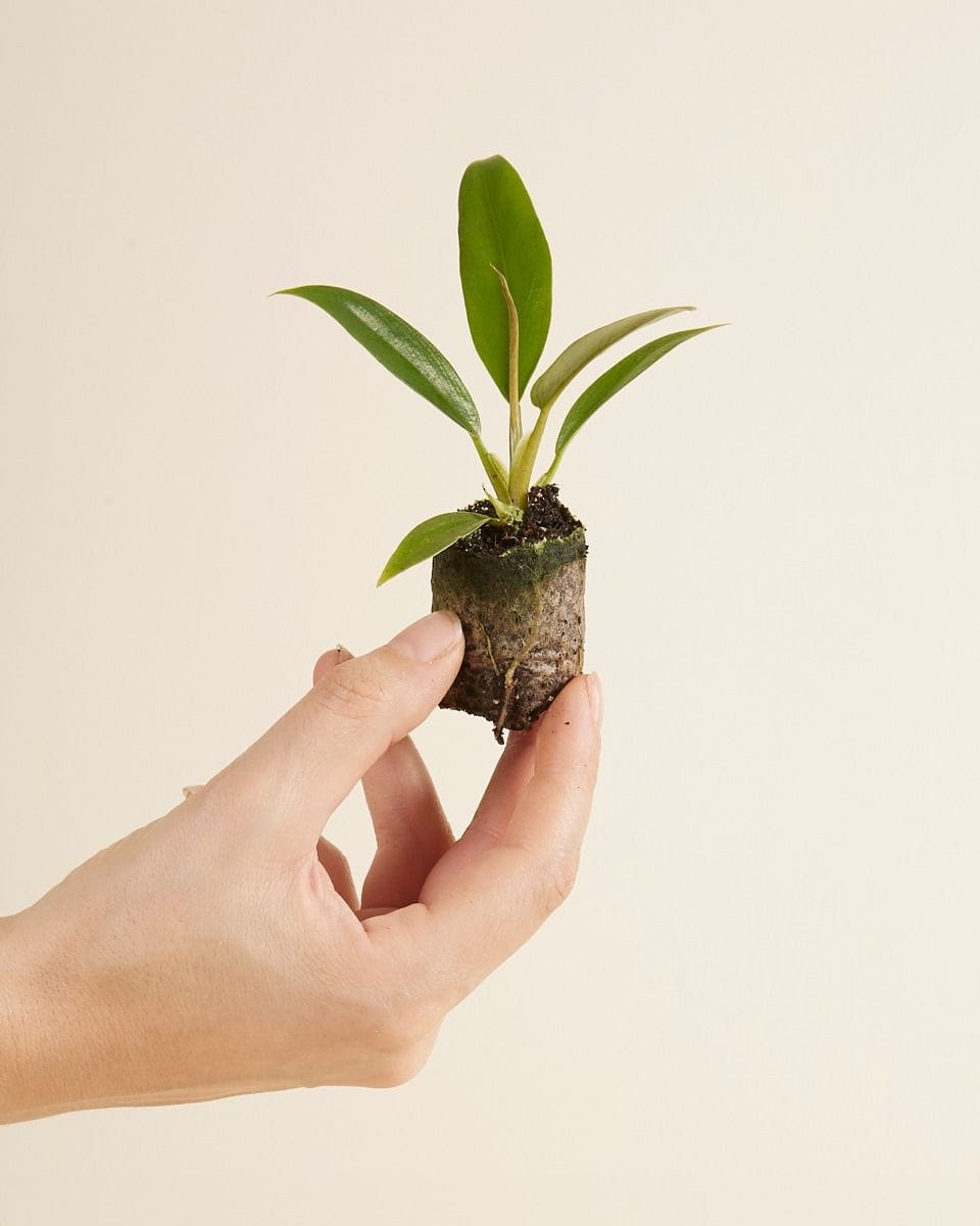 Bebé Philodendron Caramel Pluto