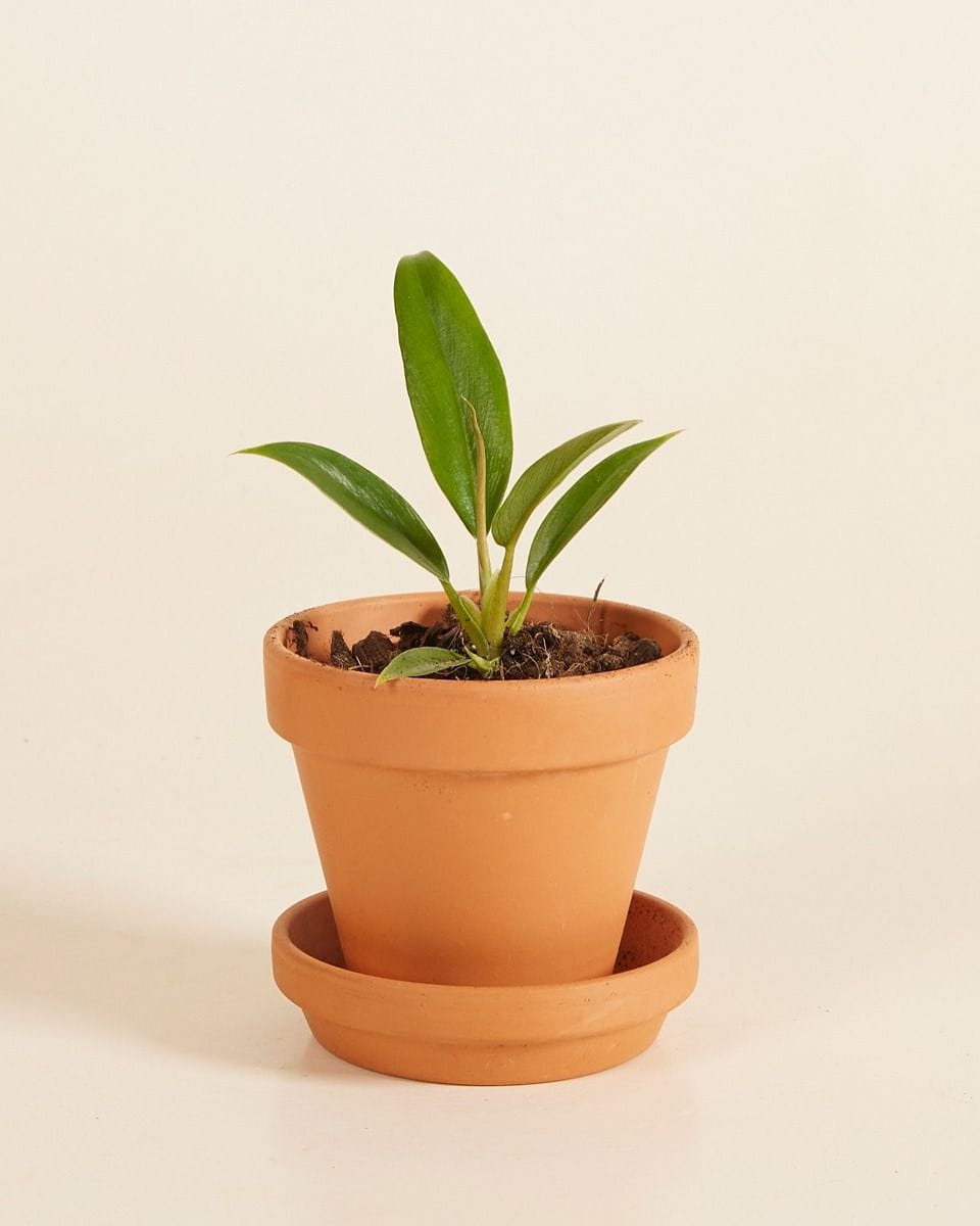 Bebé Philodendron Caramel Pluto