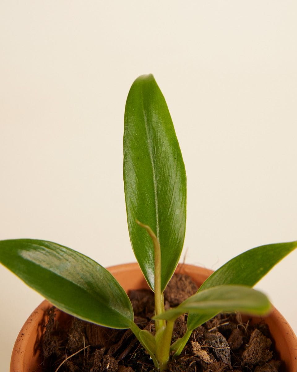 Bebé Philodendron Caramel Pluto