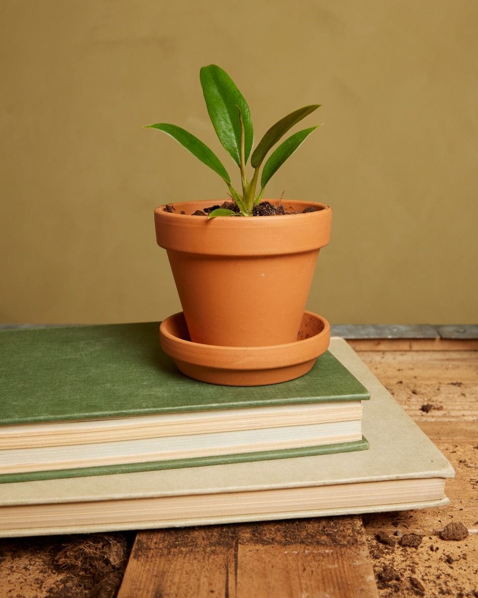 Bebé Philodendron Caramel Pluto