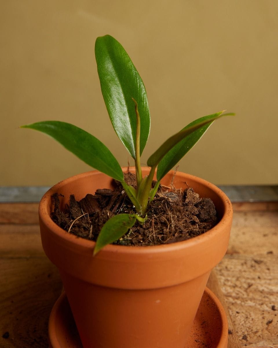 Bebé Philodendron Caramel Pluto