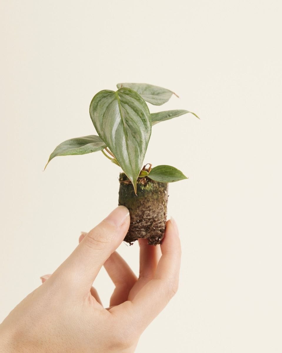Baby Philodendron Sodiroi