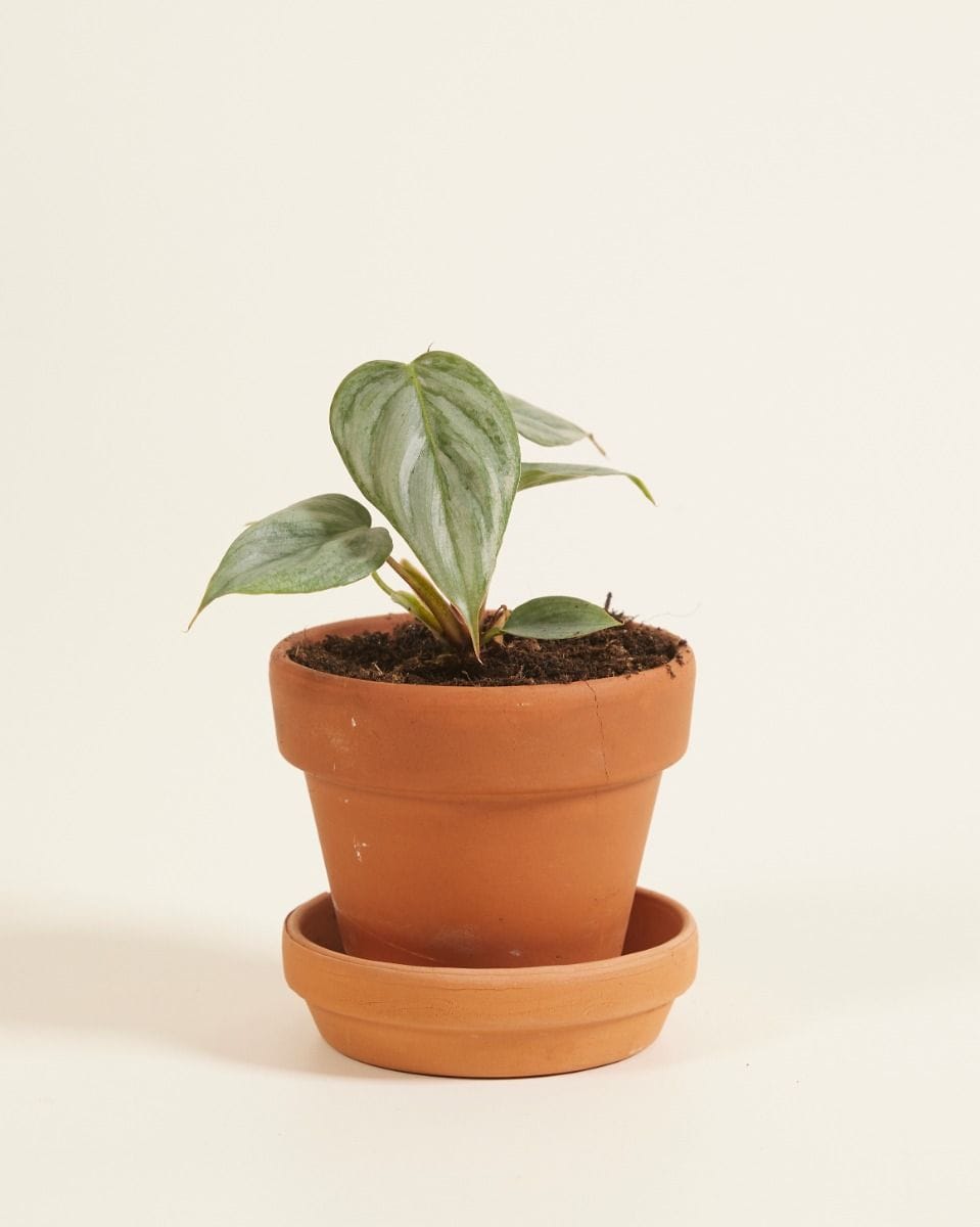Baby Philodendron Sodiroi