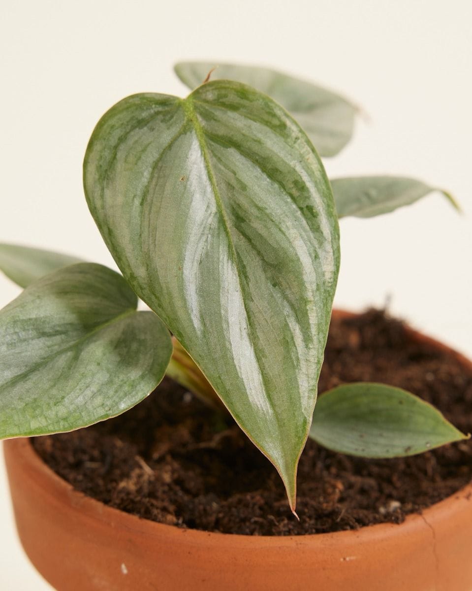 Baby Philodendron Sodiroi