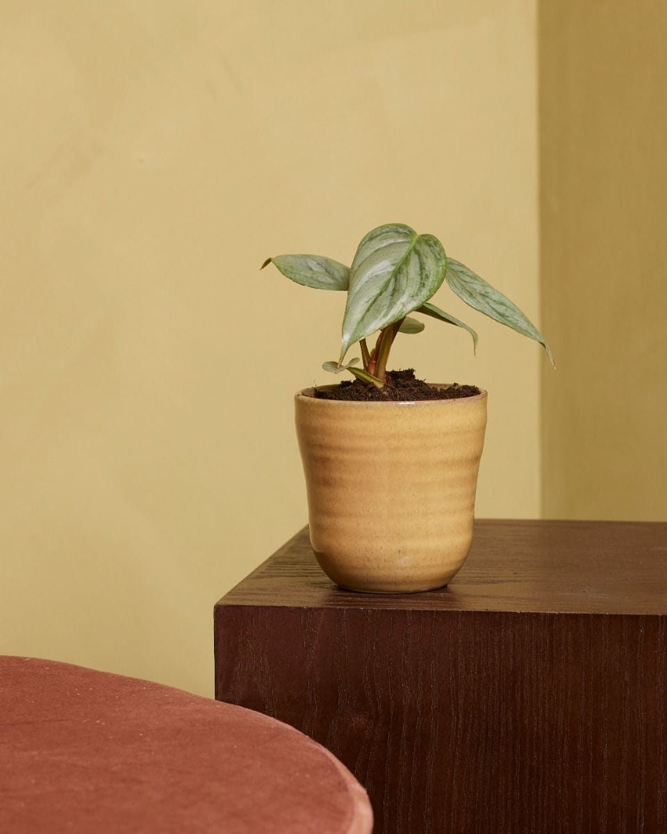 Baby Philodendron Sodiroi