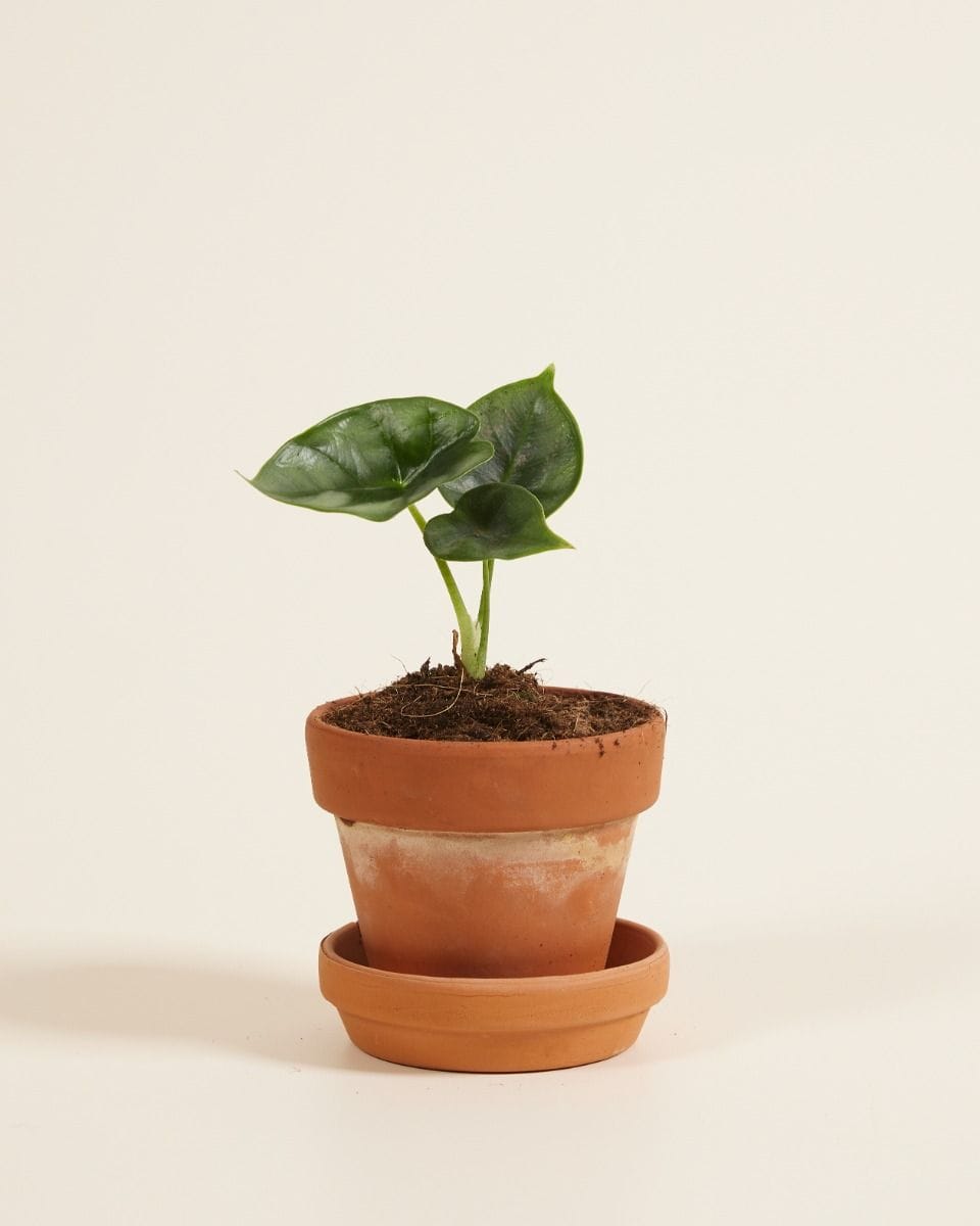 Baby Alocasia Elephant Ears Reversa