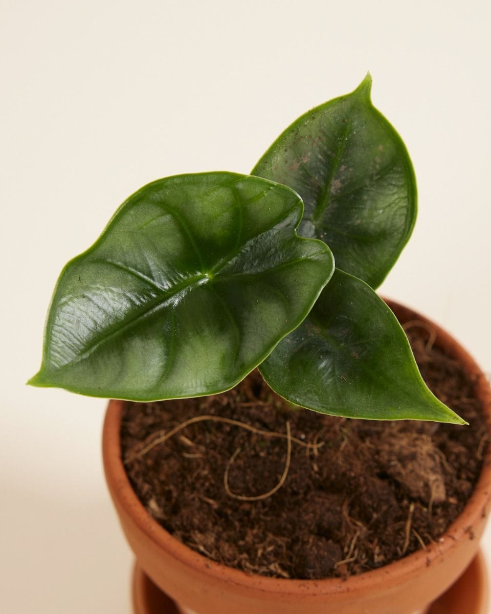 Baby Alocasia Elephant Ears Reversa