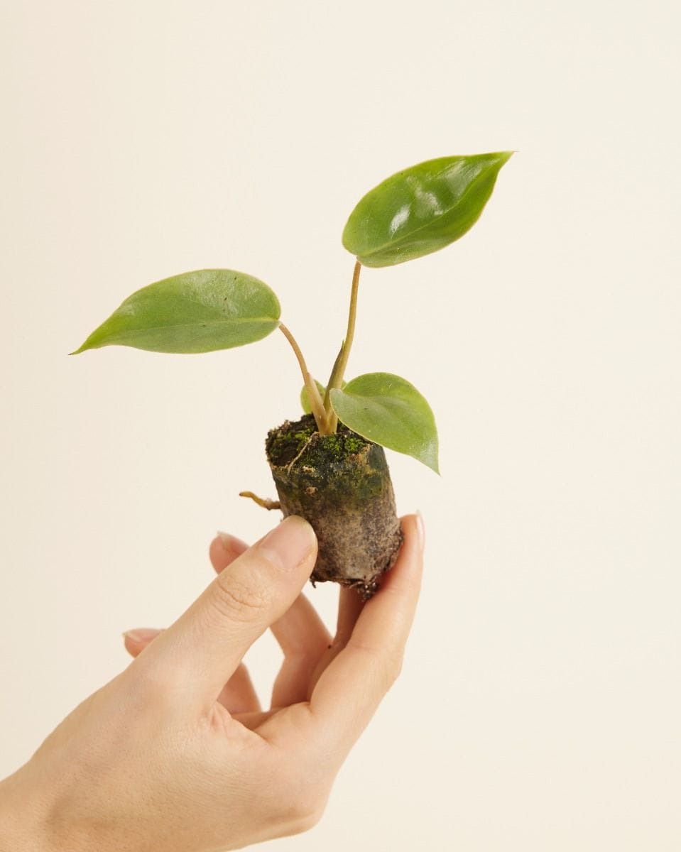 Baby Philodendron Burle Marx