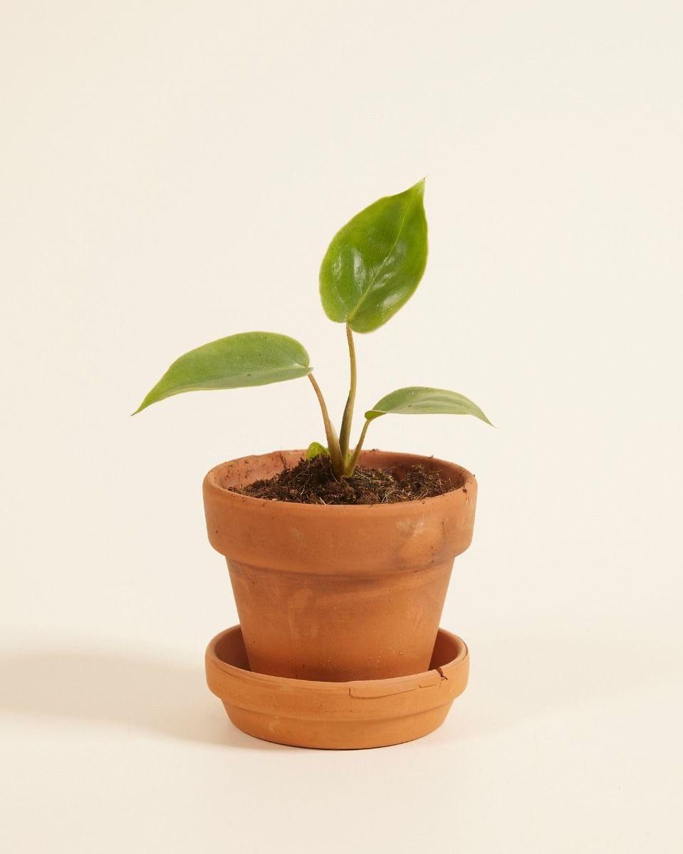 Baby Philodendron Burle Marx
