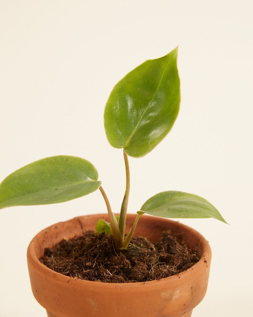 Baby Philodendron Burle Marx