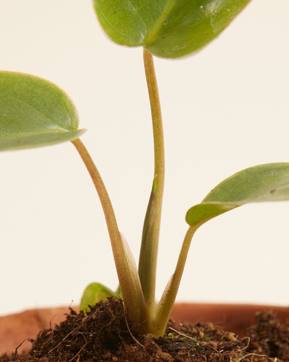 Baby Philodendron Burle Marx