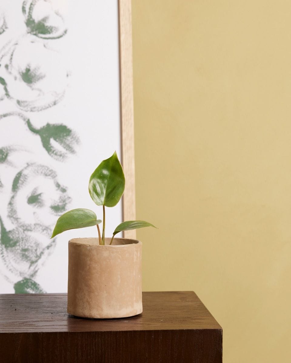 Baby Philodendron Burle Marx
