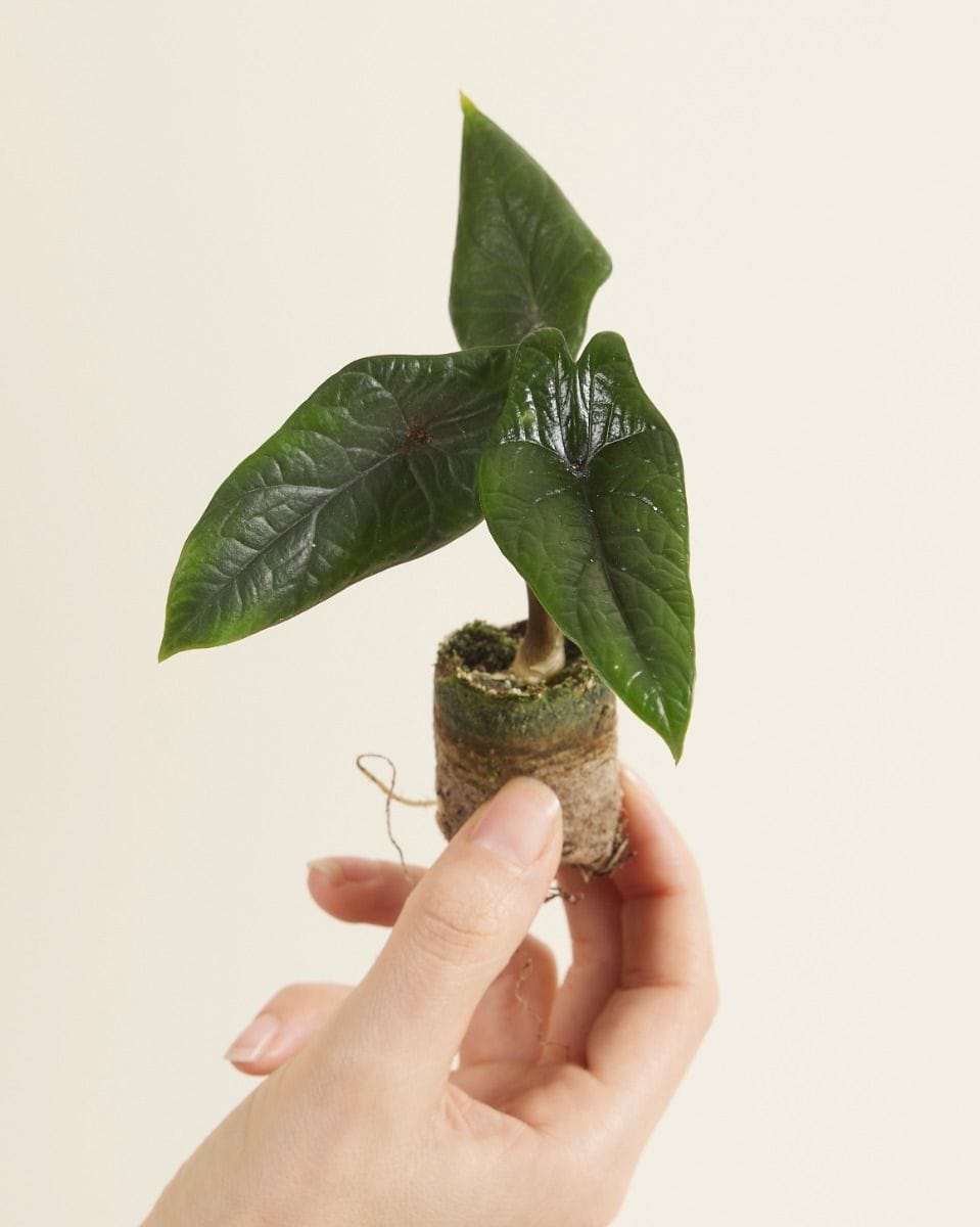 Bebé Alocasia Elephant Ears Scalprum