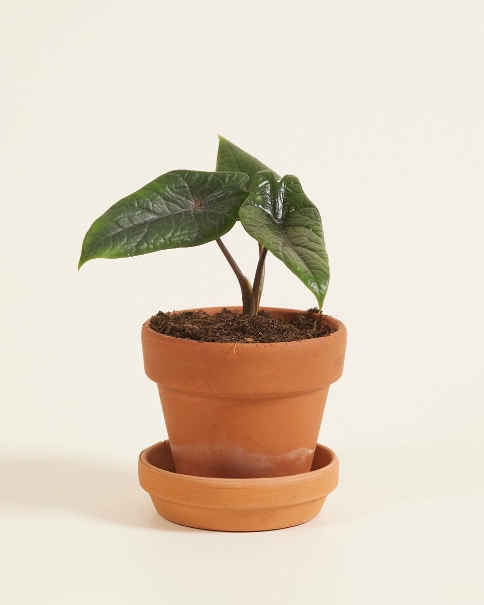 Bebé Alocasia Elephant Ears Scalprum