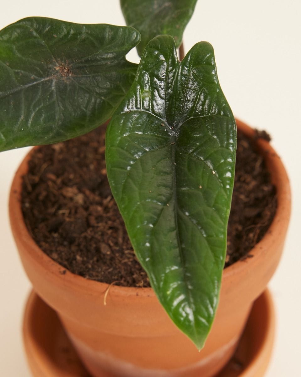 Bebé Alocasia Elephant Ears Scalprum