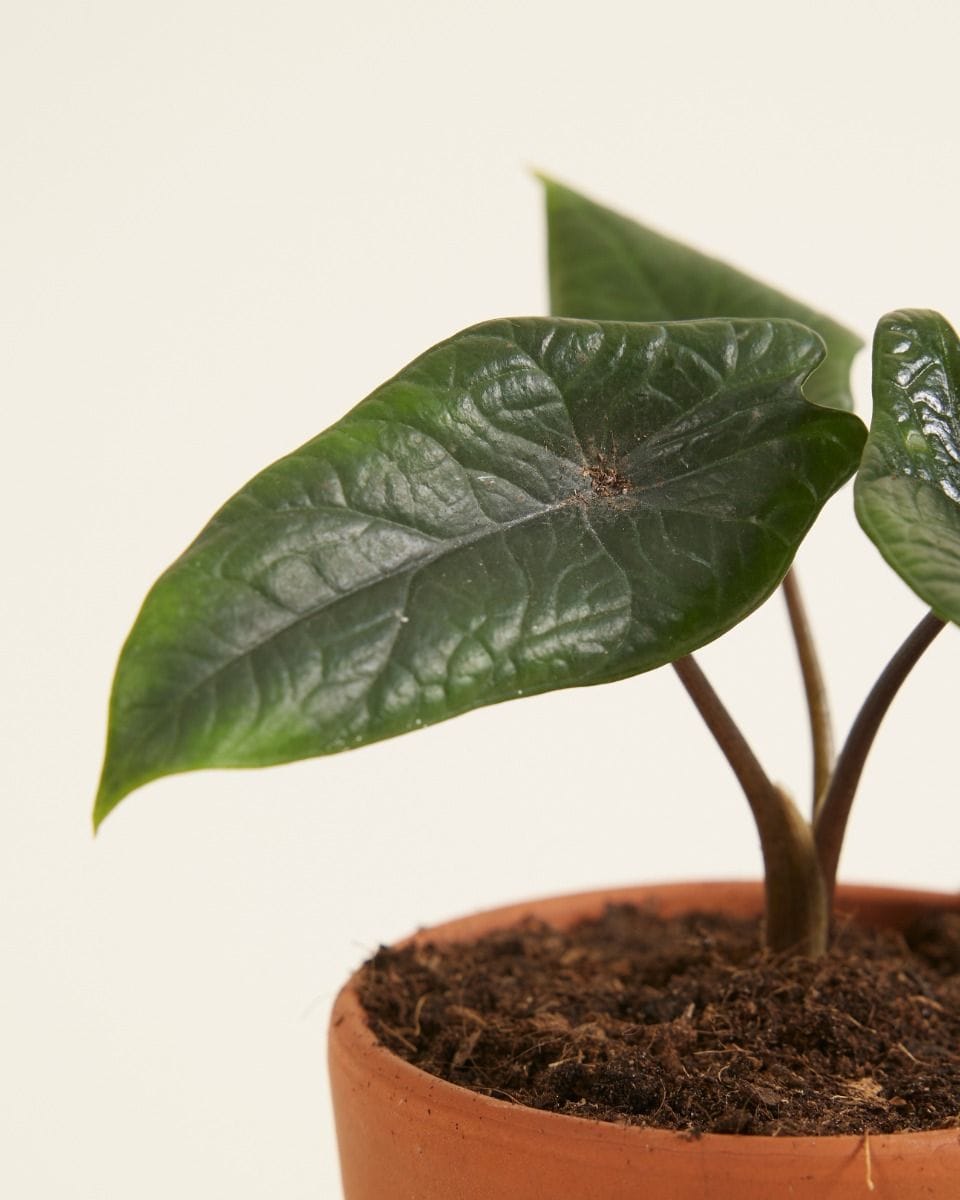 Bebé Alocasia Elephant Ears Scalprum