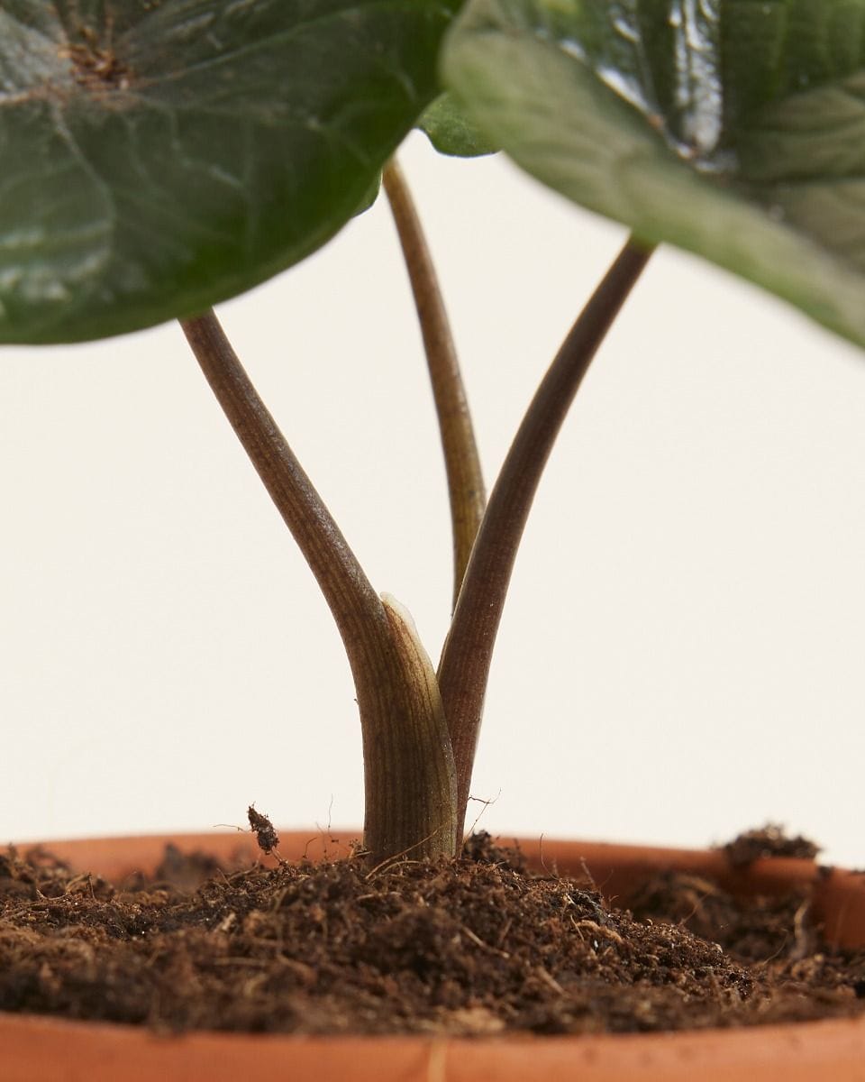 Bebé Alocasia Elephant Ears Scalprum