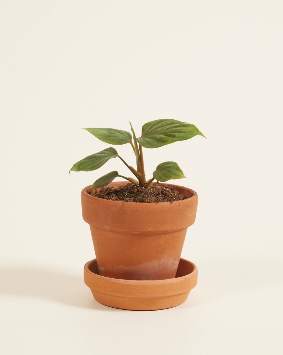 Bebé Philodendron Plowmanii
