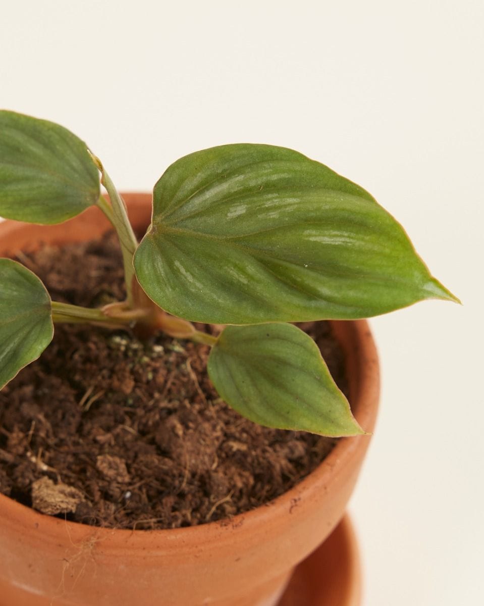 Bebé Philodendron Plowmanii