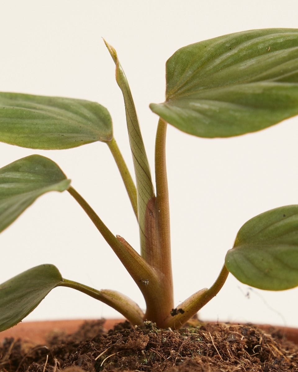 Bebé Philodendron Plowmanii