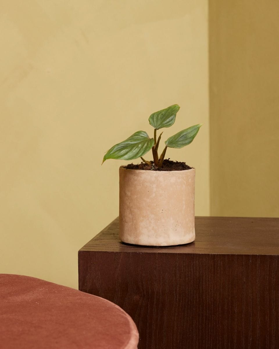 Bebé Philodendron Plowmanii