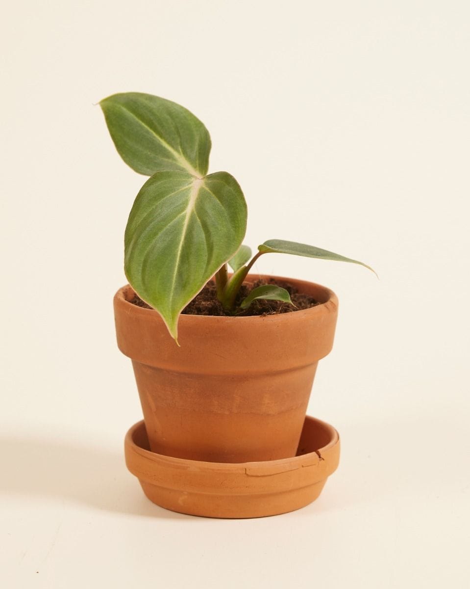 Baby Philodendron Gloriosum