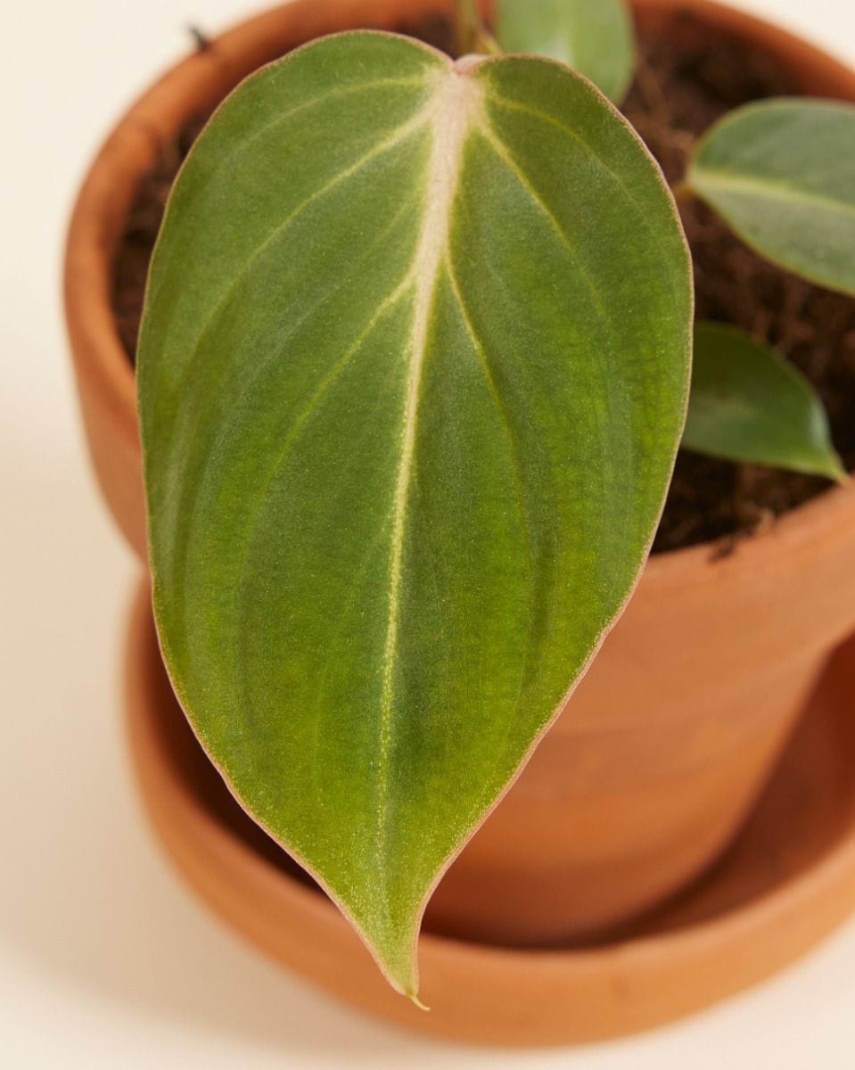 Baby Philodendron Gloriosum