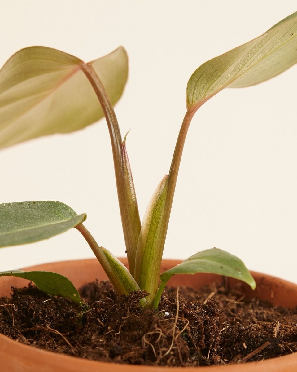 Baby Philodendron Gloriosum