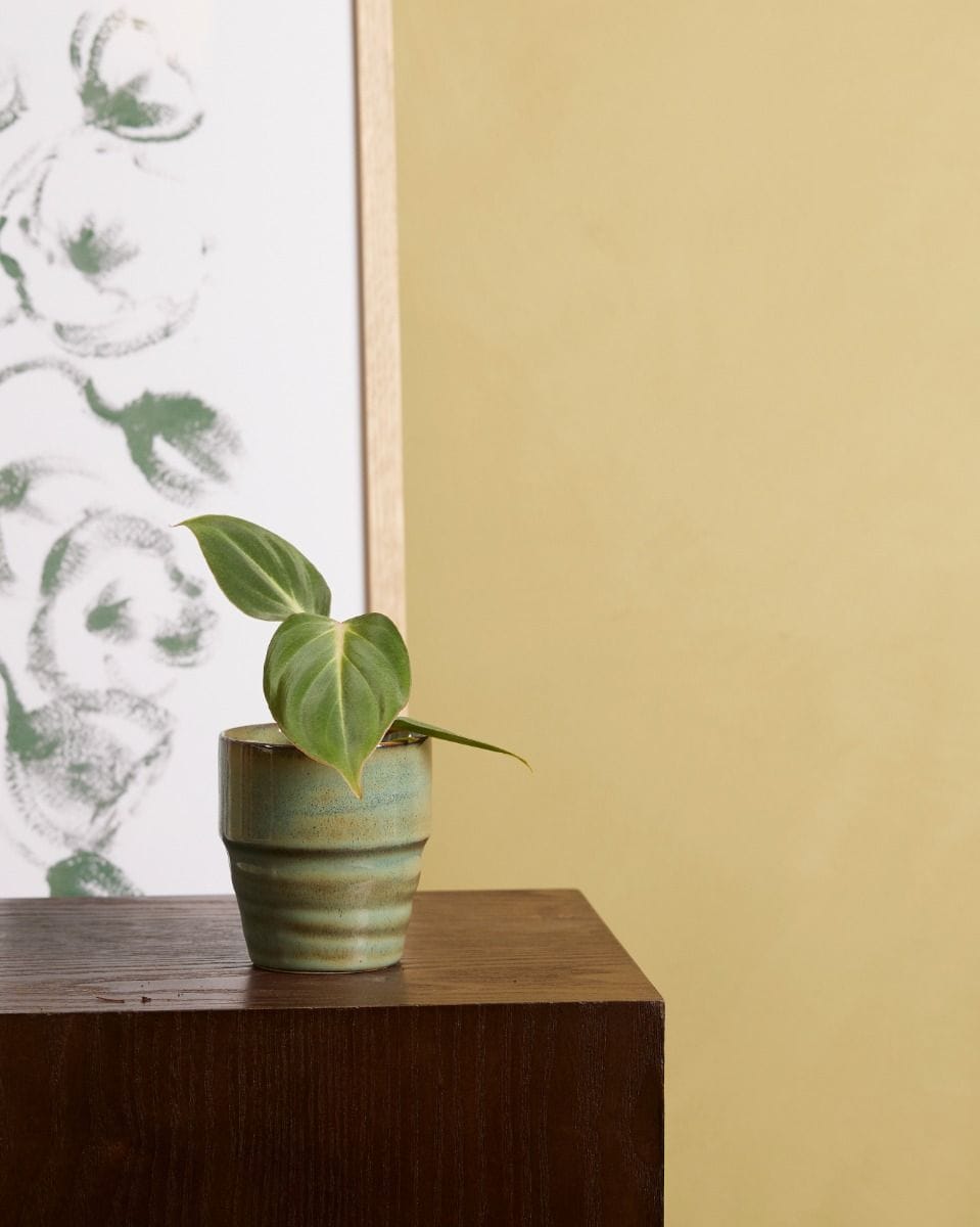 Baby Philodendron Gloriosum