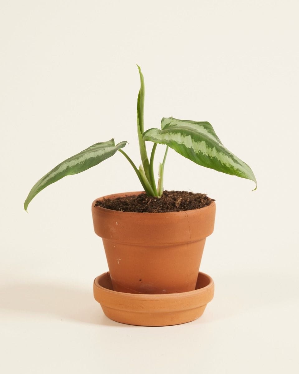 Bebé Schismatoglottis Wallichii