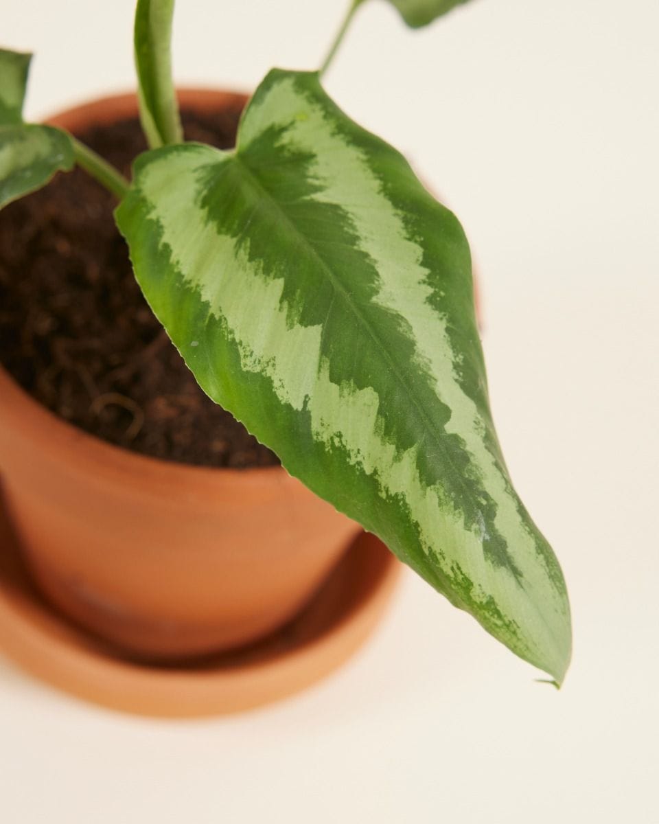 Bebé Schismatoglottis Wallichii