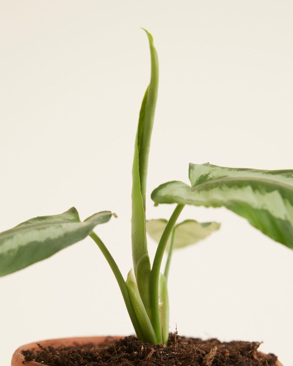 Bebé Schismatoglottis Wallichii