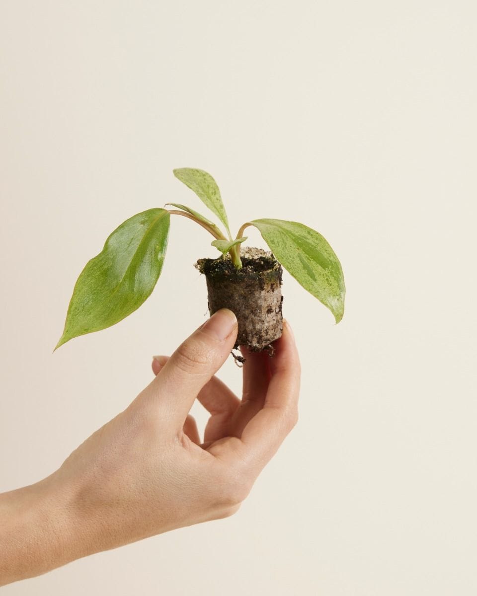 Baby Philodendron Paraiso Verde