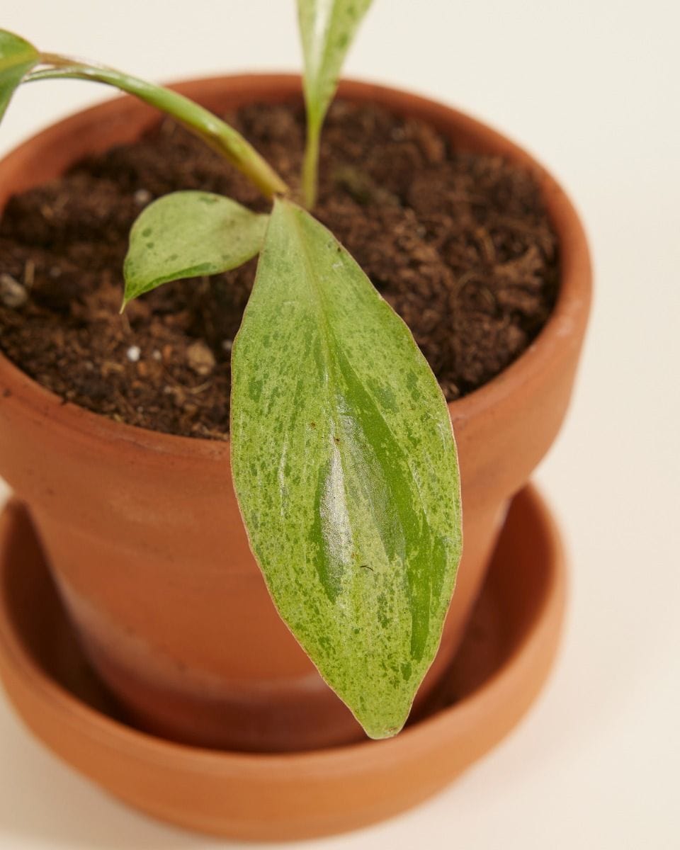 Baby Philodendron Paraiso Verde